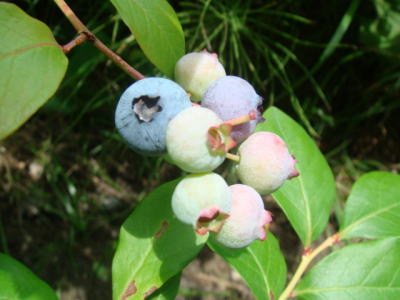 080710-4.jpg