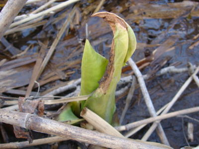 090205-1.jpg