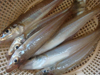 090806-1.jpg