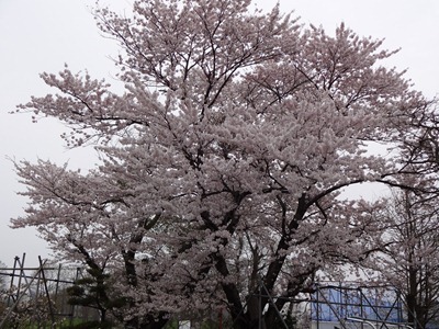 DSC00005