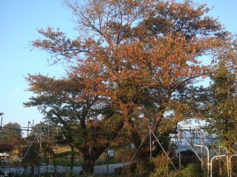 20111104_1.jpg