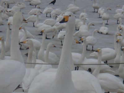 20120206_2.jpg