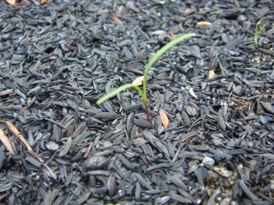 090805-2.jpg